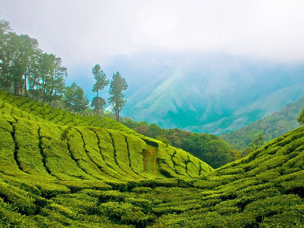 чайные плантации шри-ланка